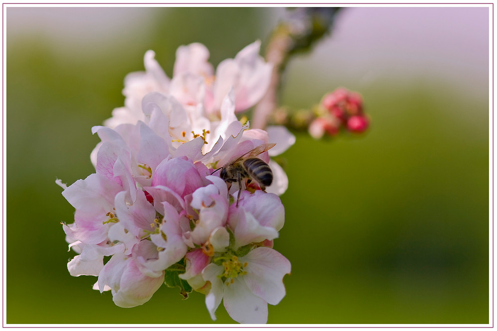 fleißiges Bienchen