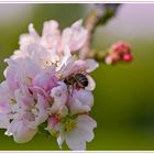 fleißiges Bienchen