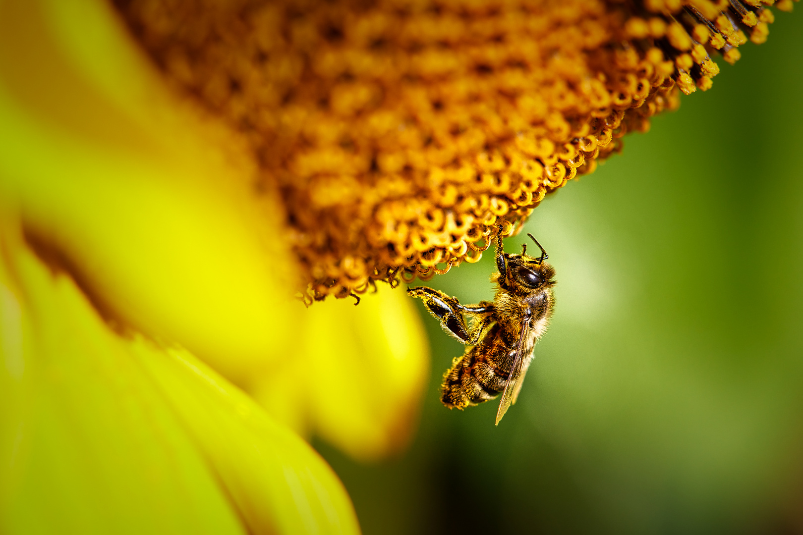 fleissiges Bienchen