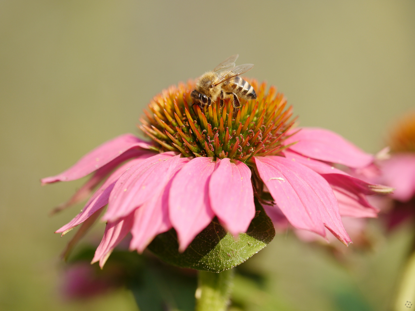 Fleißiges Bienchen