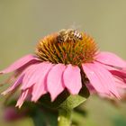 Fleißiges Bienchen