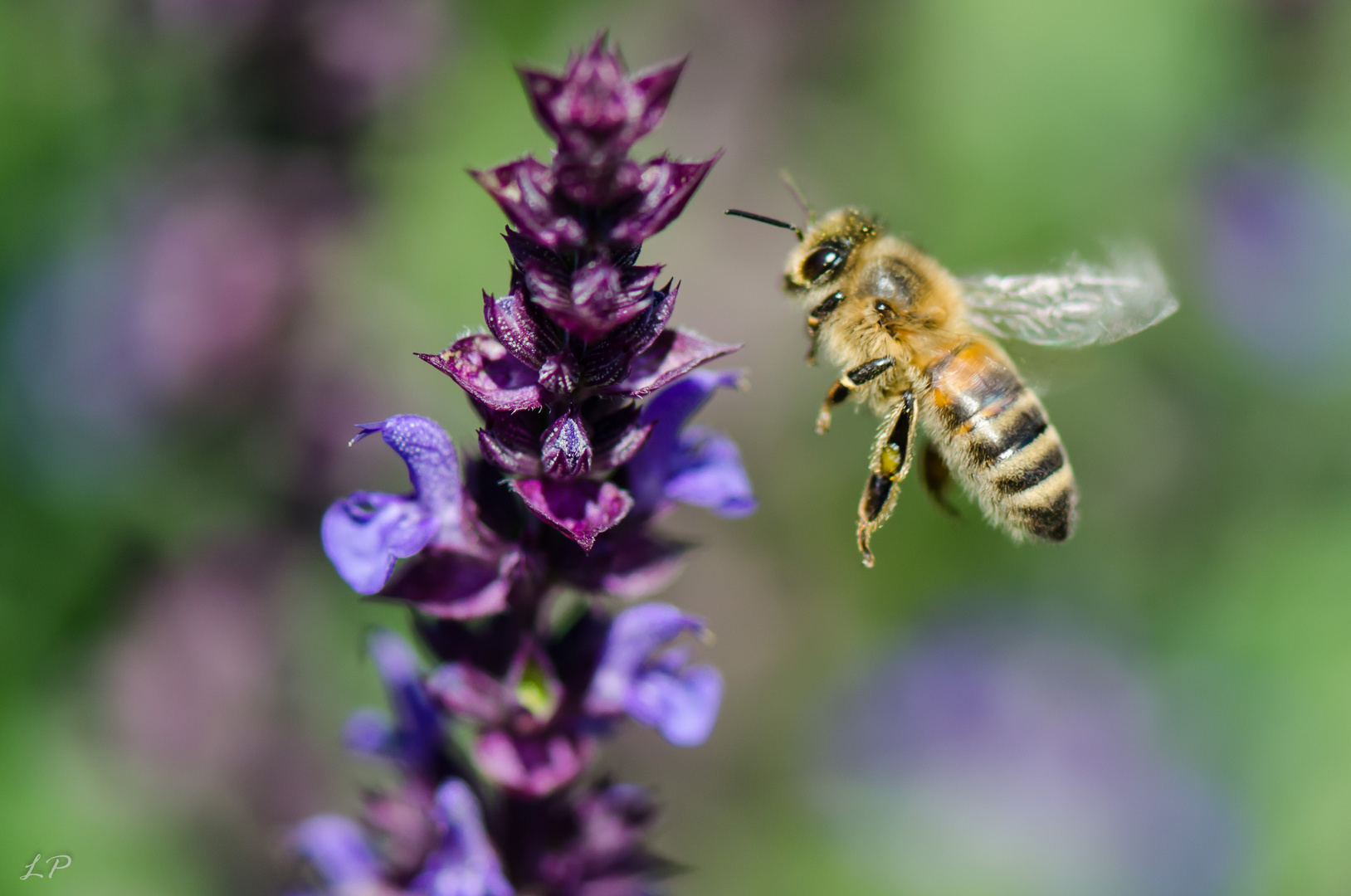 Fleissiges Bienchen