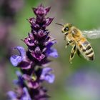 Fleissiges Bienchen