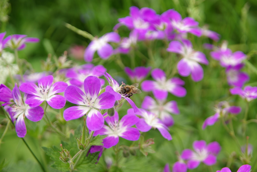 fleißiges Bienchen