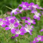 fleißiges Bienchen