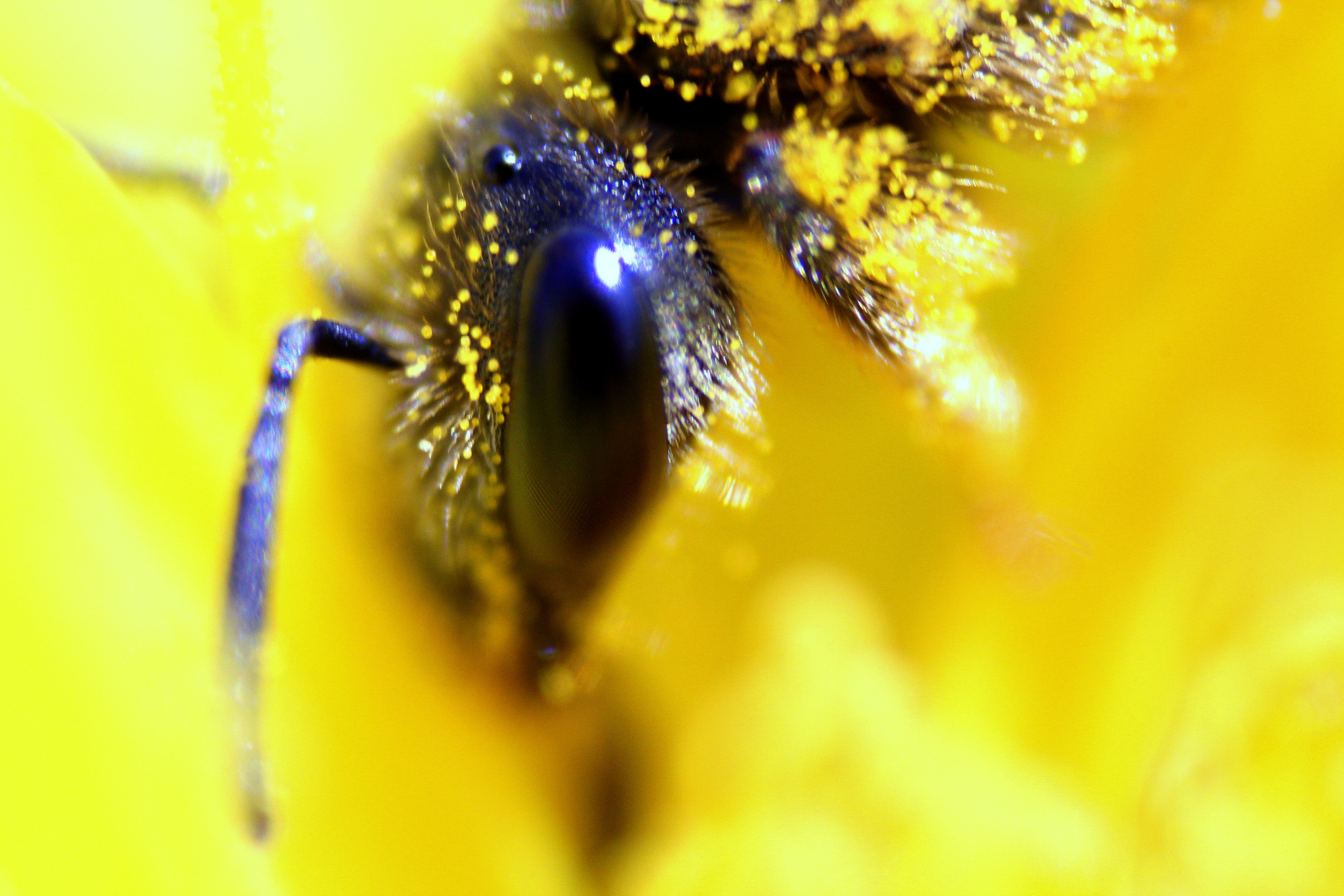 fleißiges bienchen