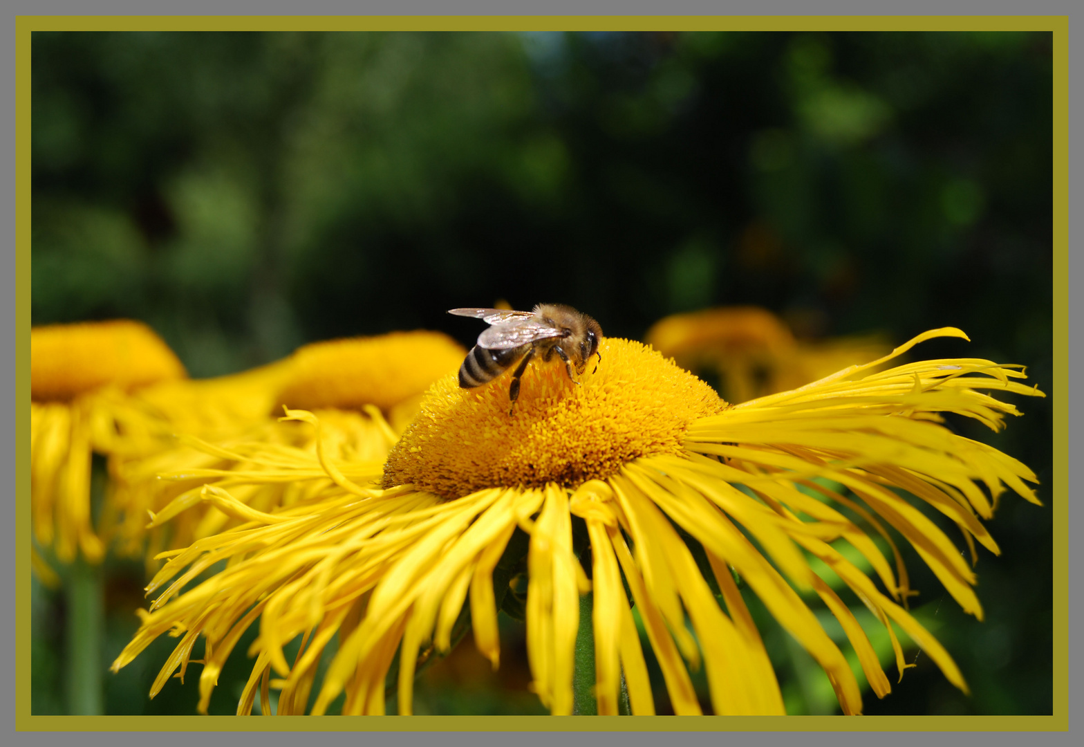 Fleißiges Bienchen