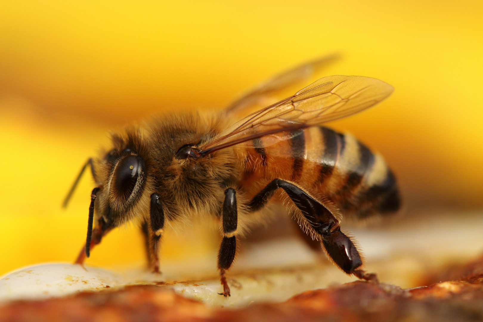 Fleißiges Bienchen