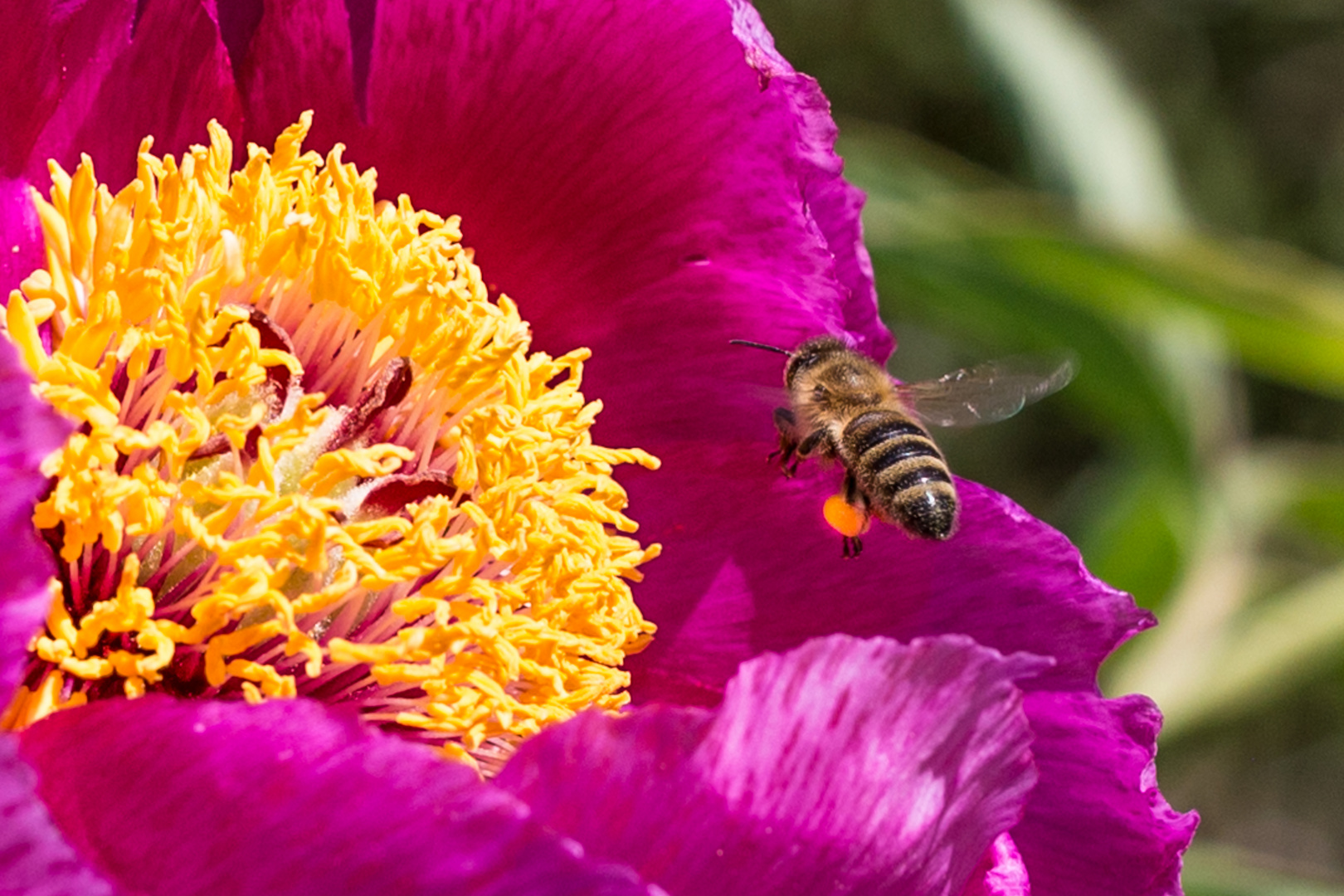 Fleissiges Bienchen