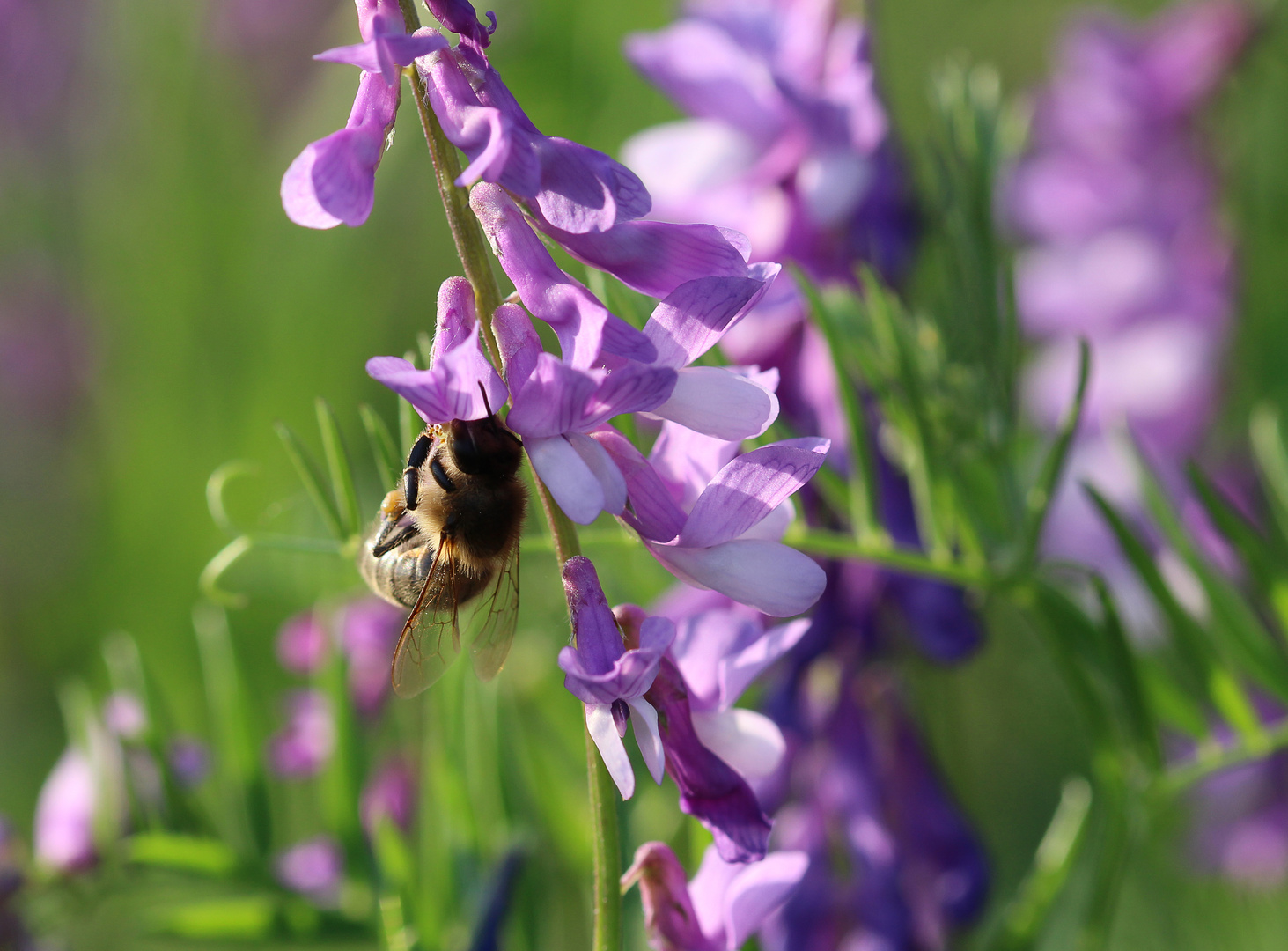 Fleißiges Bienchen 