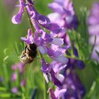 Fleißiges Bienchen 