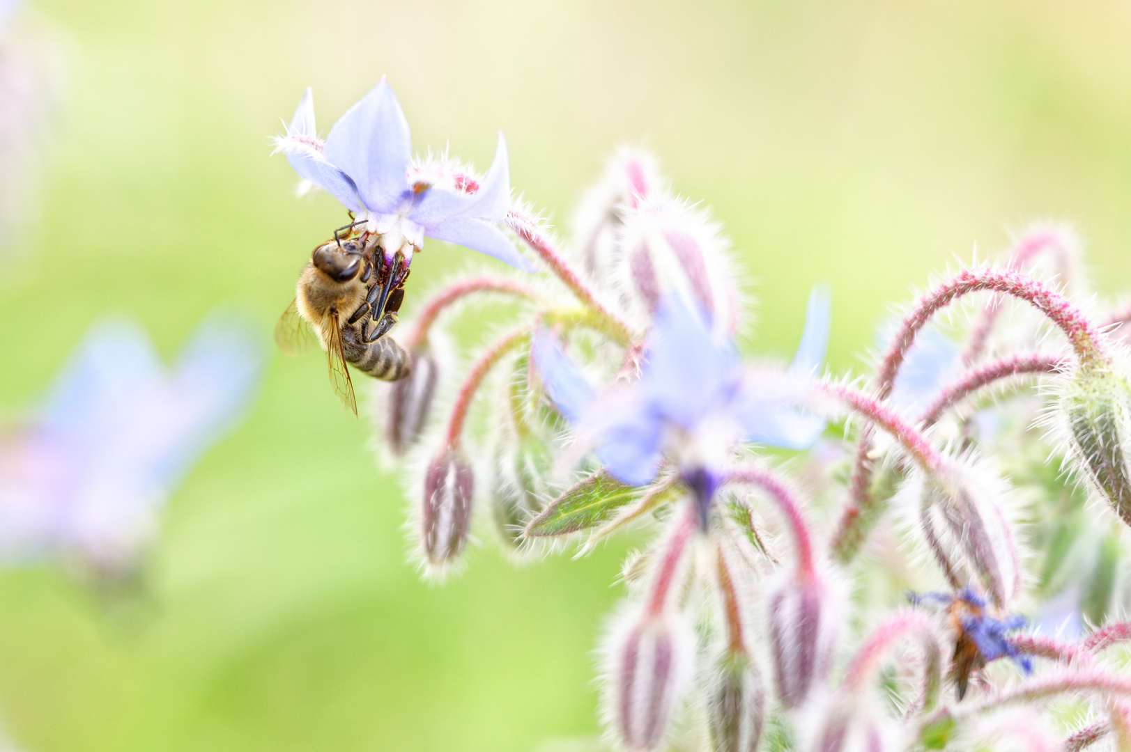 Fleißiges Bienchen