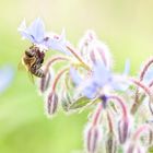 Fleißiges Bienchen