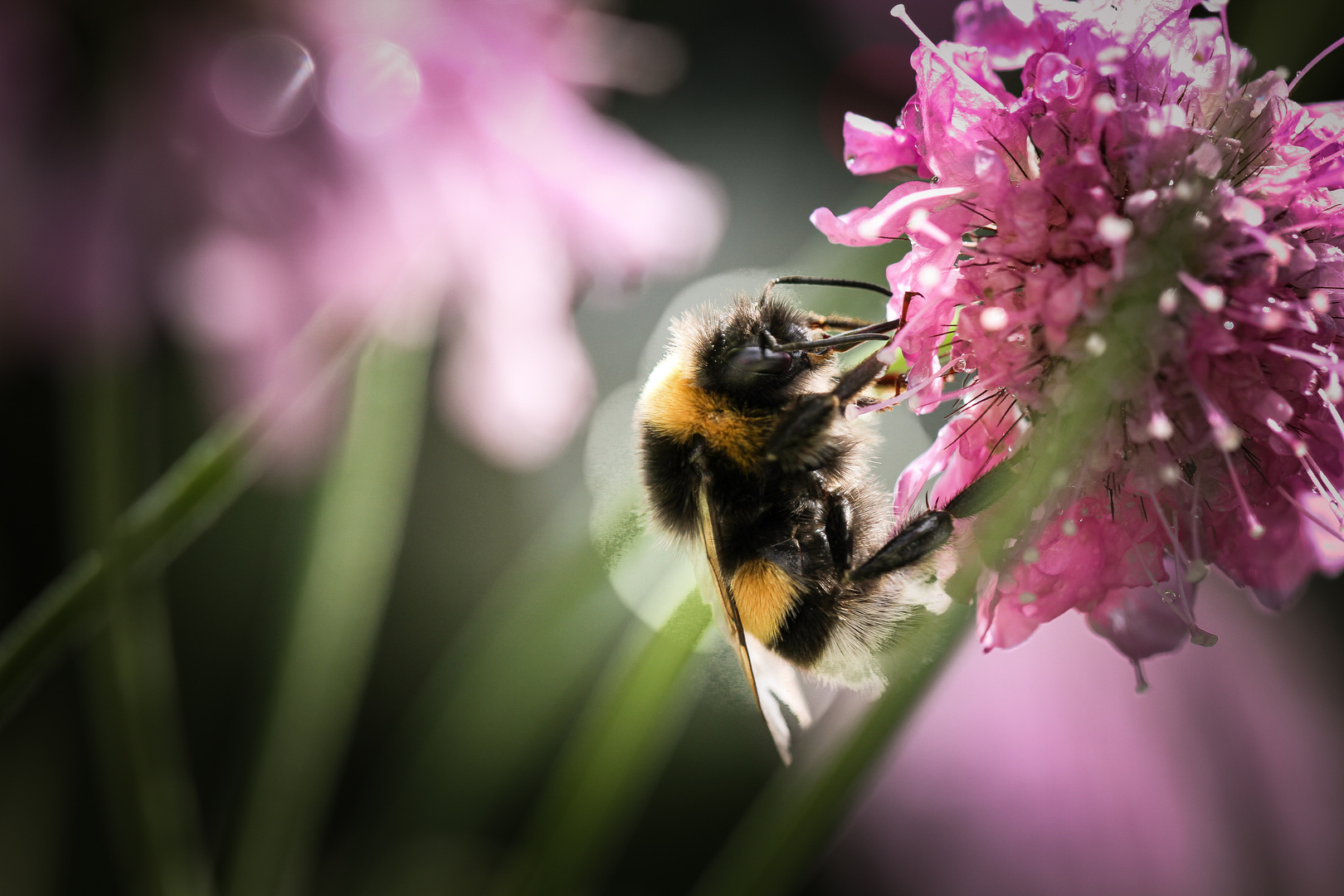 Fleißiges Bienchen