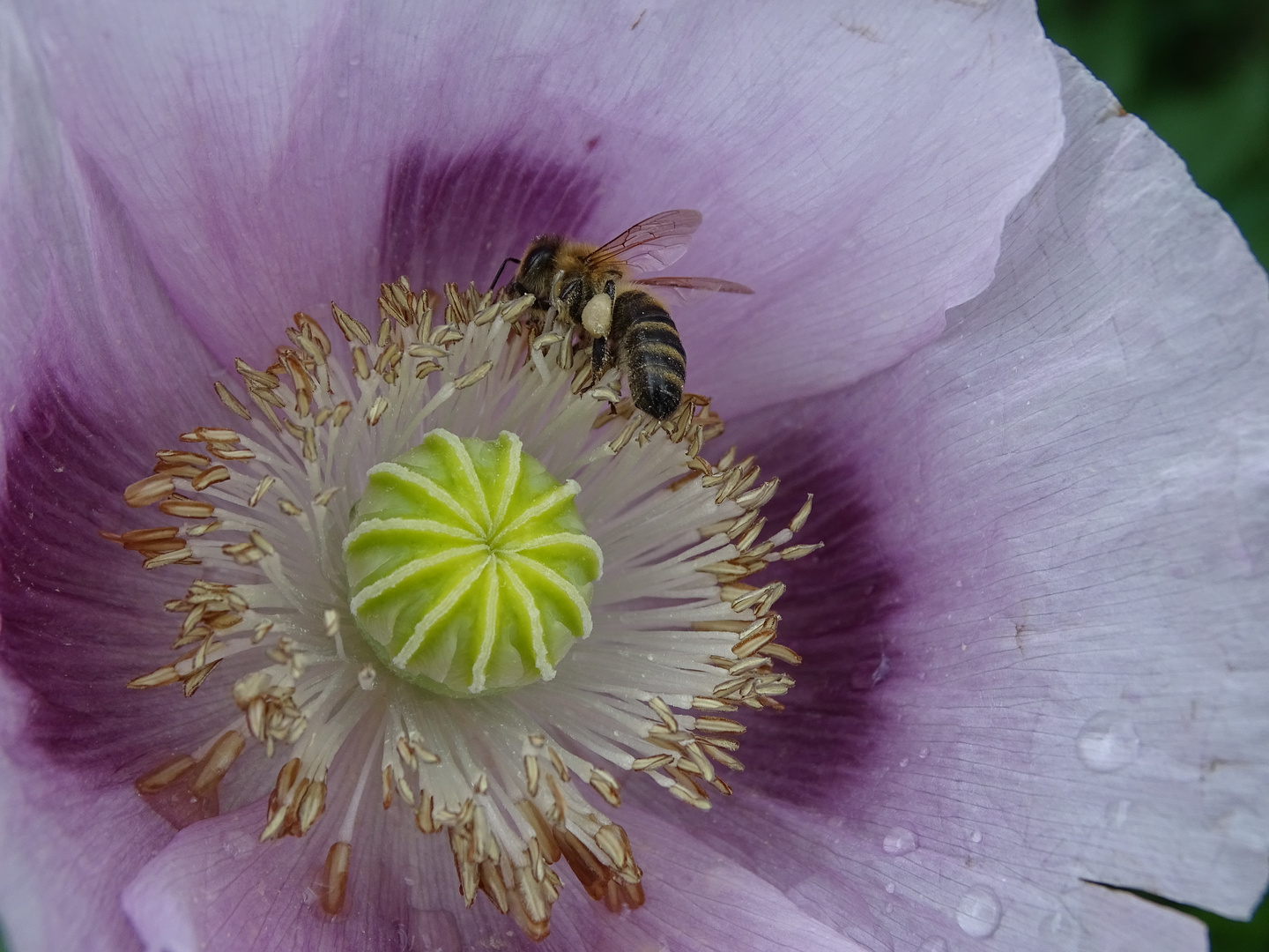 Fleißiges Bienchen