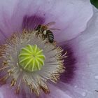 Fleißiges Bienchen