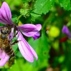 Fleißiges Bienchen