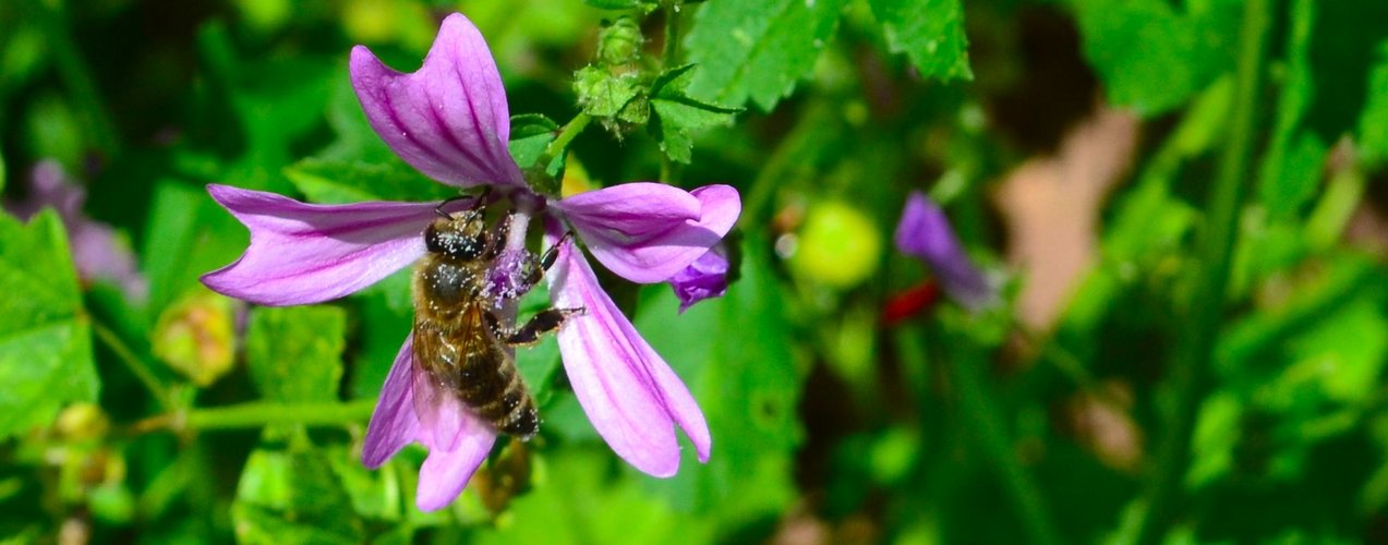 Fleißiges Bienchen