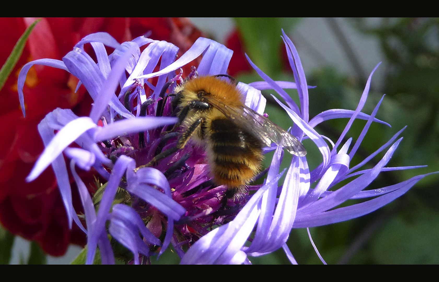 ......fleißiges Bienchen ..............