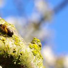 Fleißiges Bienchen