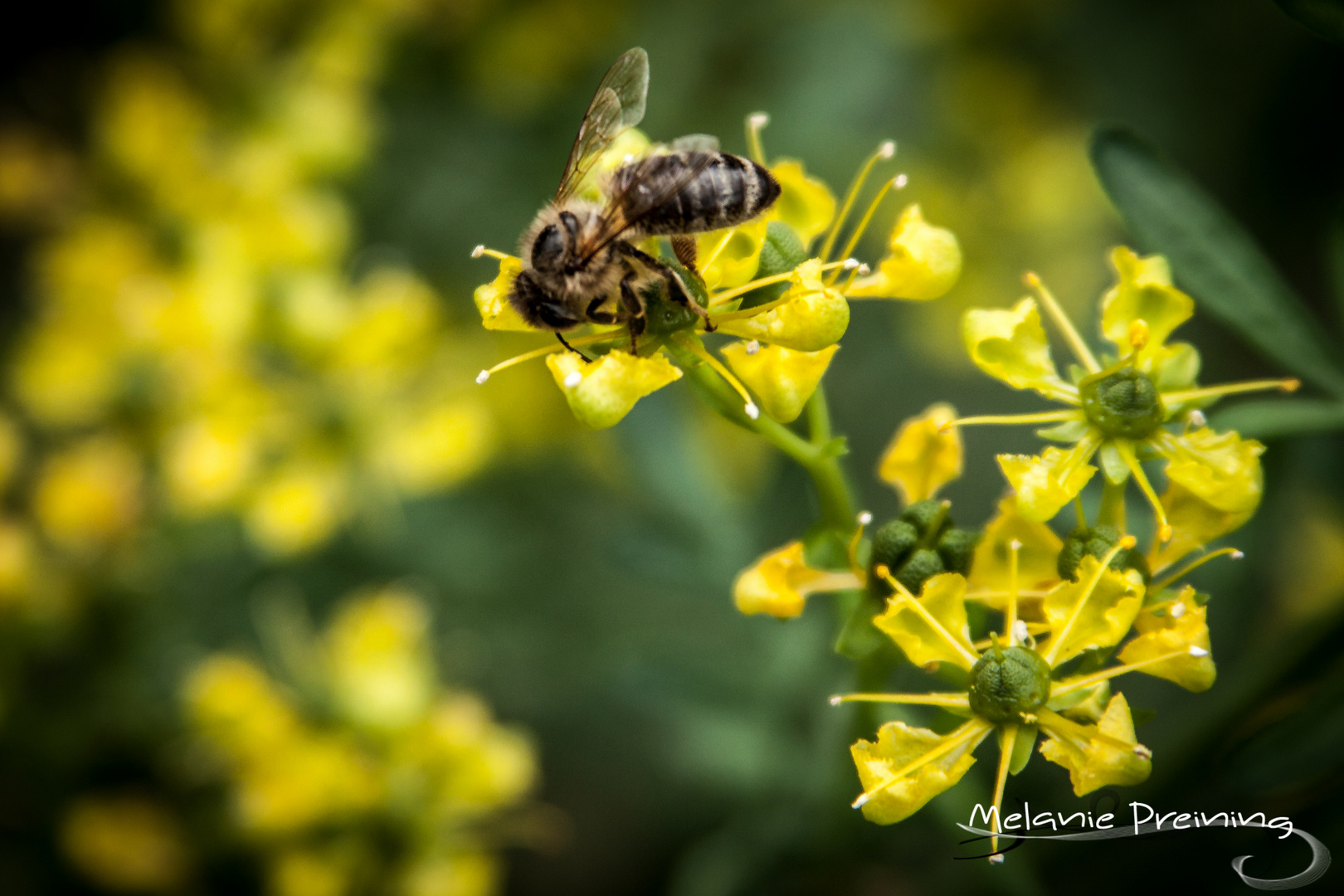 Fleißiges Bienchen