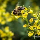 Fleißiges Bienchen