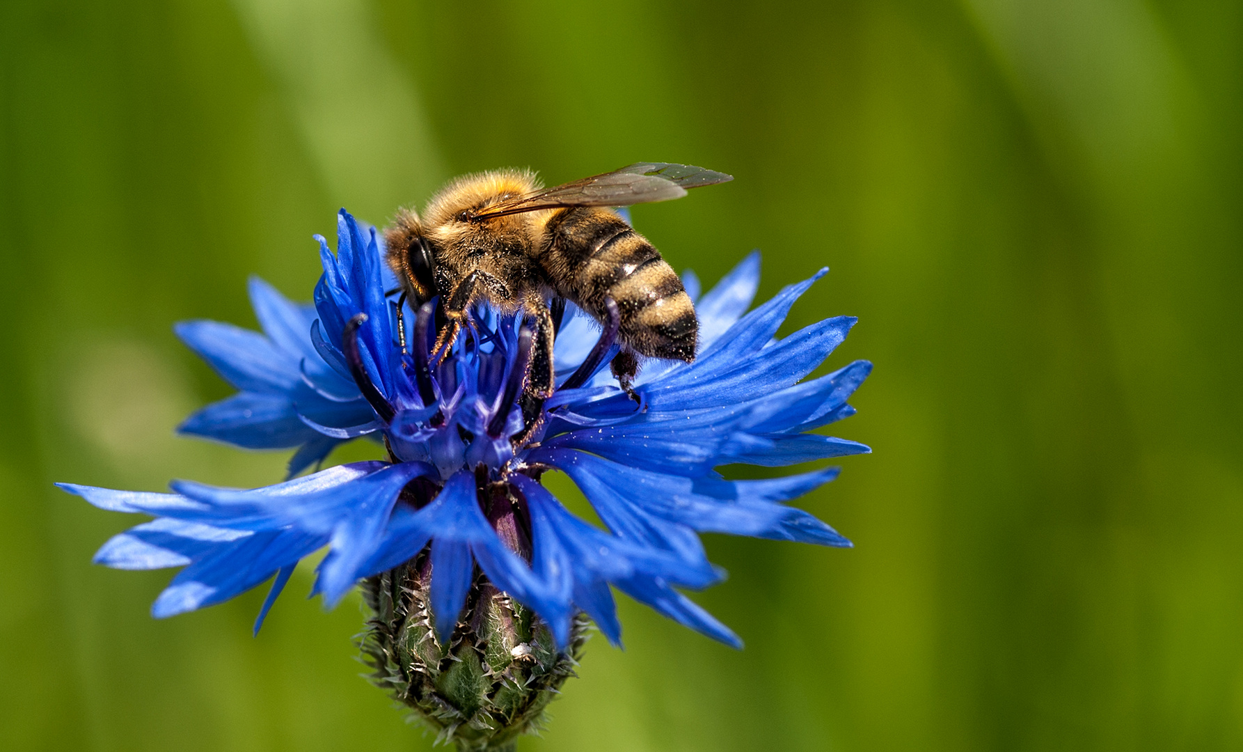 fleißiges Bienchen