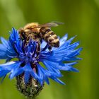 fleißiges Bienchen