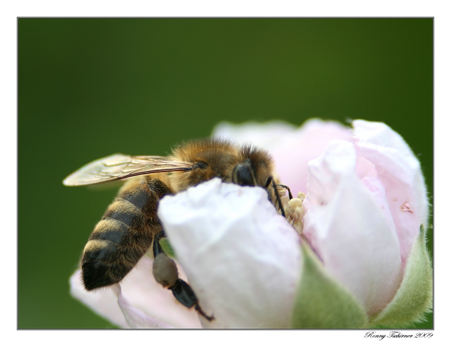 Fleißiges Bienchen