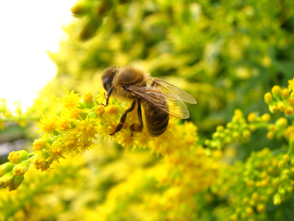 fleißiges Bienchen