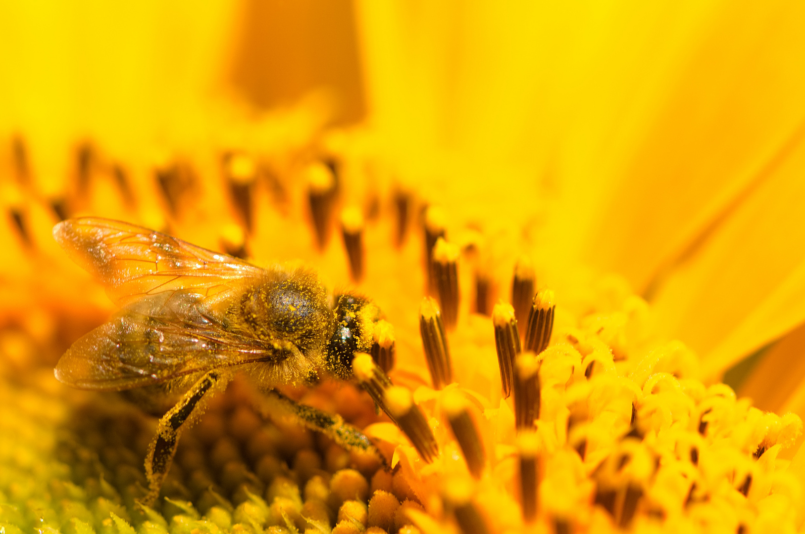 fleißiges Bienchen