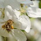 Fleißiges Bienchen