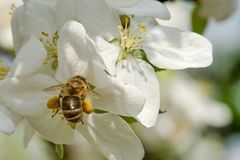 Fleißiges Bienchen