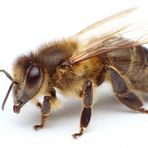 fleißiges Bienchen