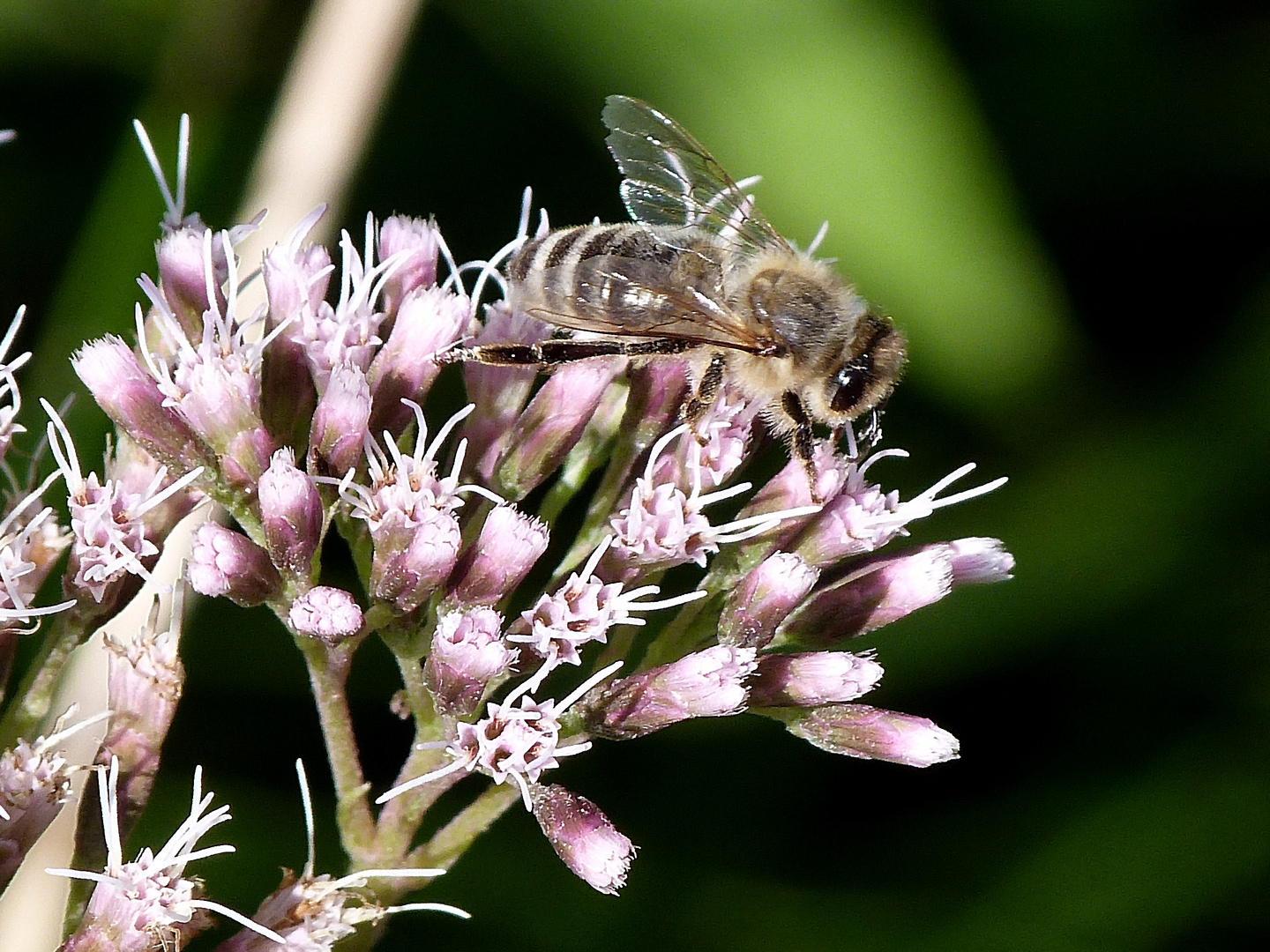 Fleißiges Bienchen