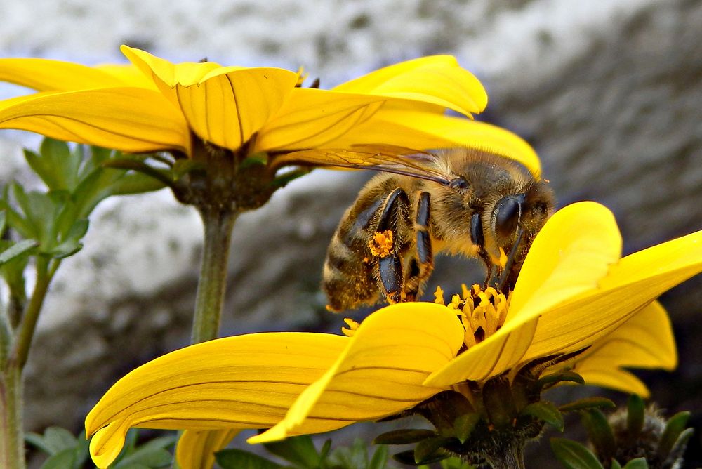 fleißiges Bienchen