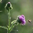 Fleissiges Bienchen