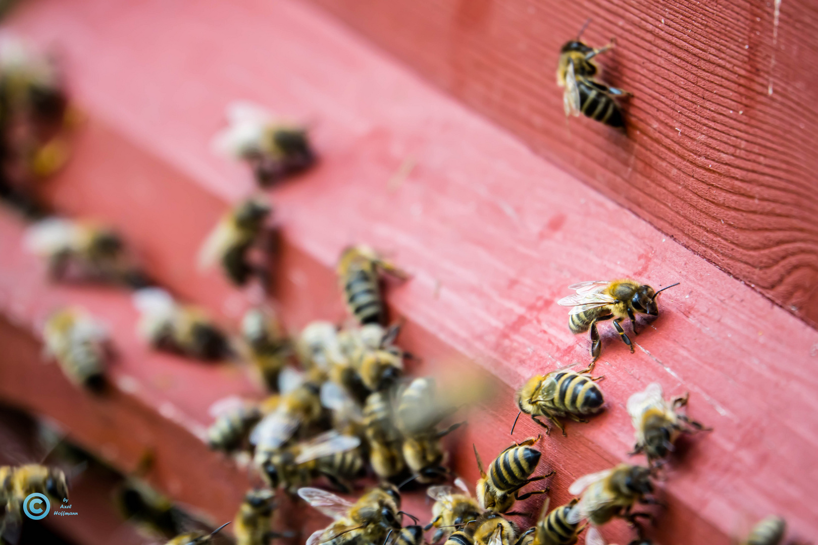 Fleißiges Bienchen