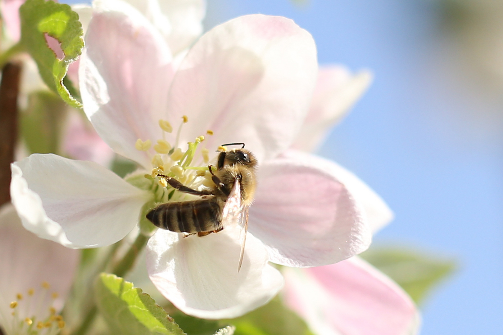 fleißiges Bienchen