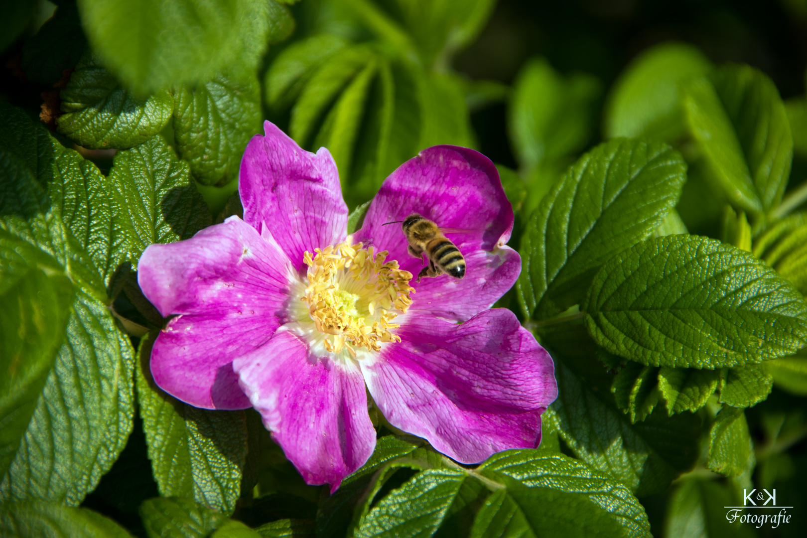 Fleißiges Bienchen