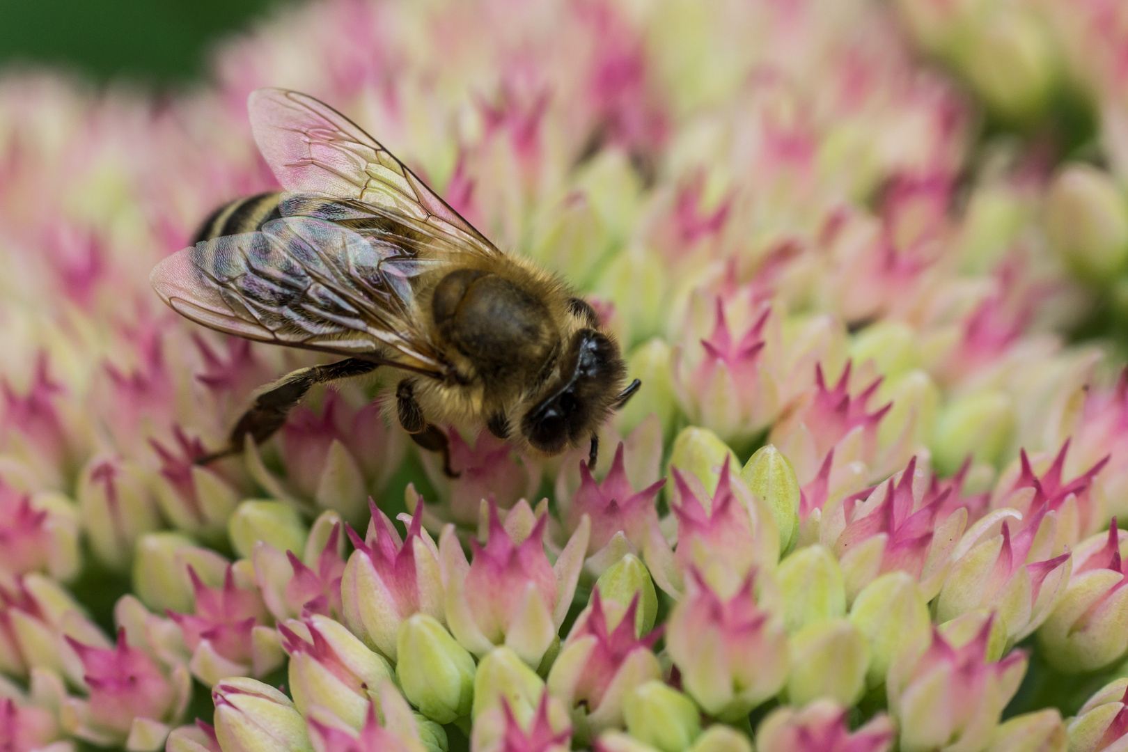 Fleißiges Bienchen