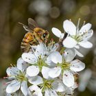 Fleißiges Bienchen