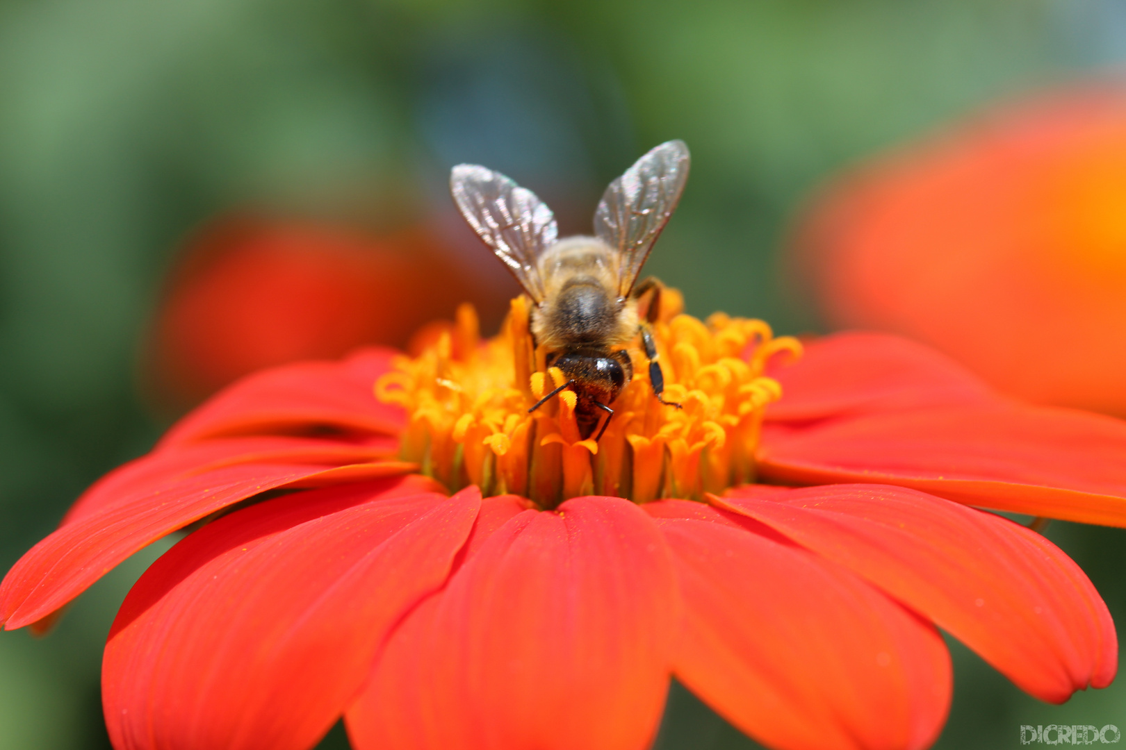 fleißiges Bienchen