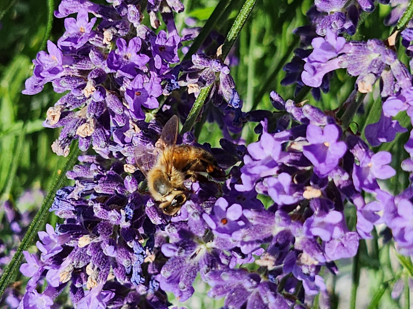 fleissiges Bienchen 