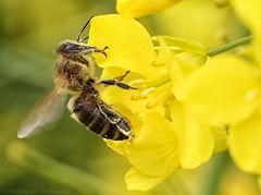 fleißiges Bienchen