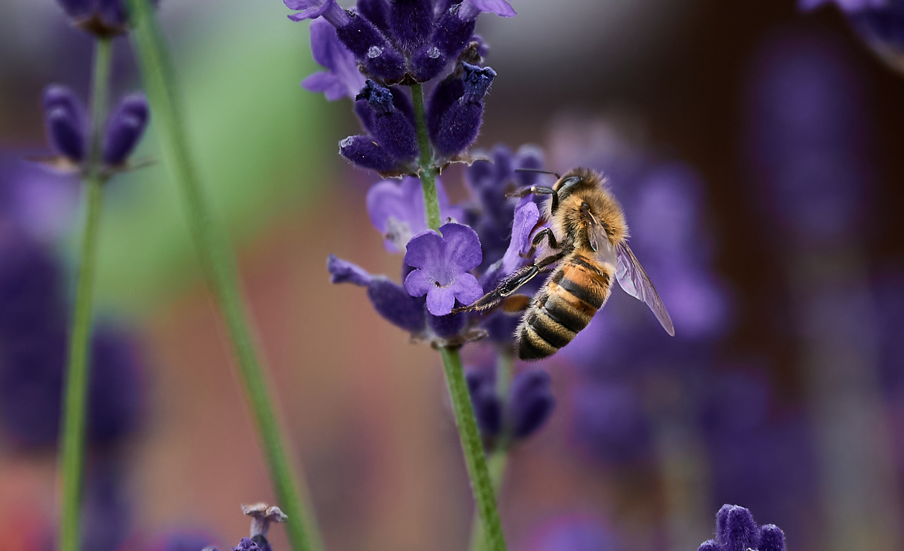 Fleißiges Bienchen