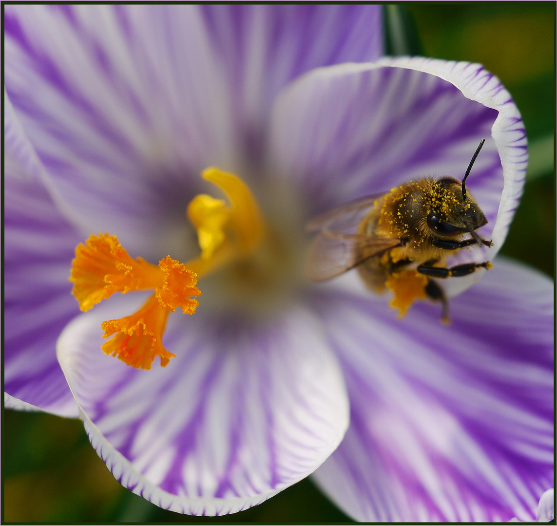 Fleißiges Bienchen