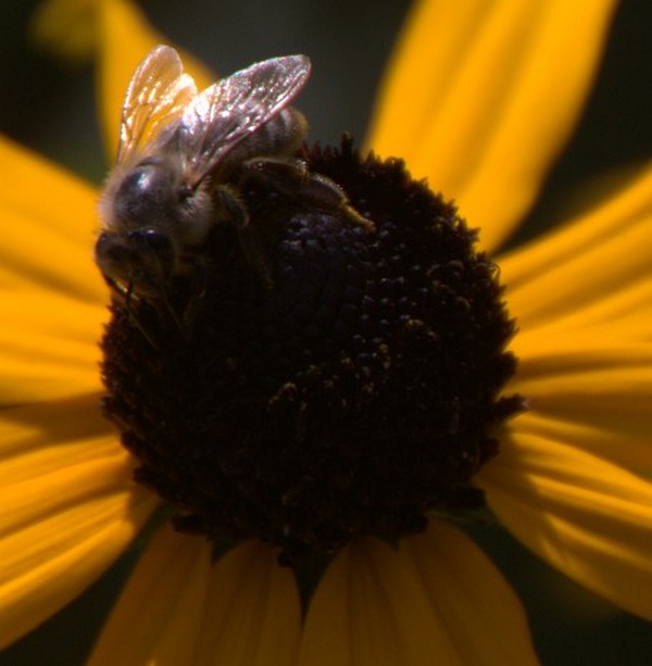 Fleißiges Bienchen