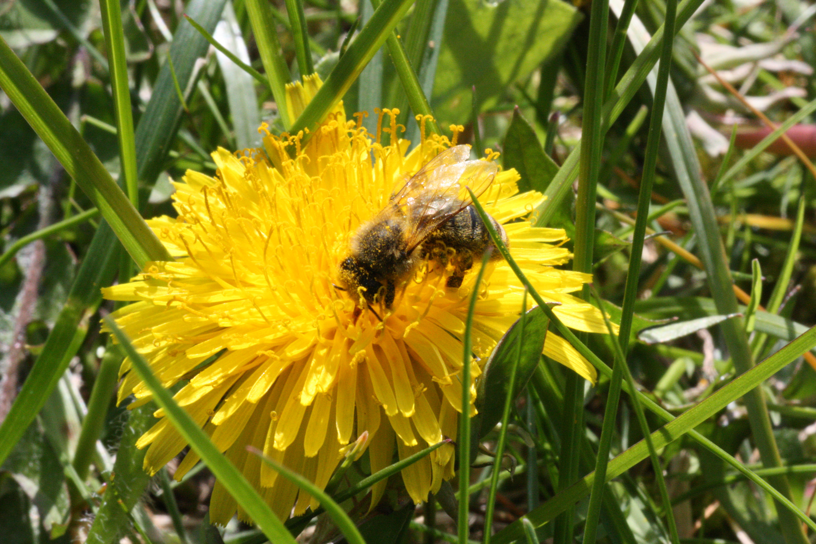 Fleißiges Bienchen...