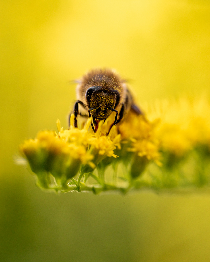 Fleißiges Bienchen